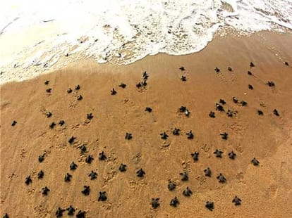 hindu-muslim save together trutles