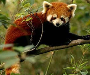 red panda and blue sheep in shimla