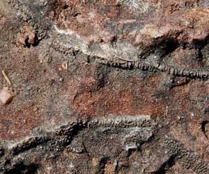 Dinosaurs footprints found in Jaisalmer