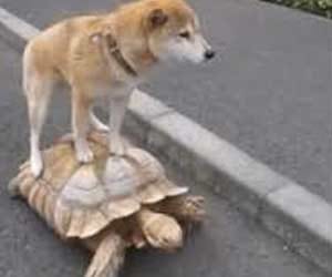 dog ride on a turtle