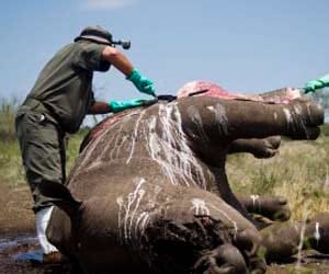Rhino Hunting Permit Auctioned 