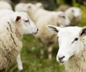 Rasoolpur four and sheep death