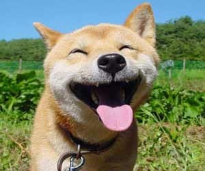 jokes_hindi jokes_best jokes