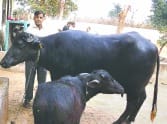 Villagers get angry after buffalo theft