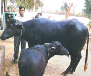 Milk will be wasted if it does not rain - General Business