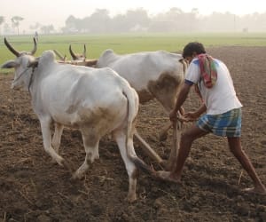successful farmer