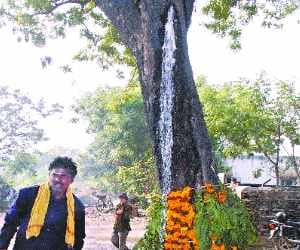 A Miracle on a Tree of Neem
