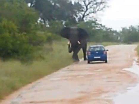 elephant killed farmer