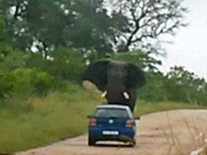angry elephant