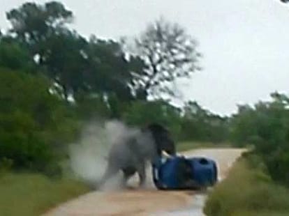 angry elephant