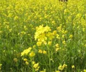 What is the yellow revolution?
