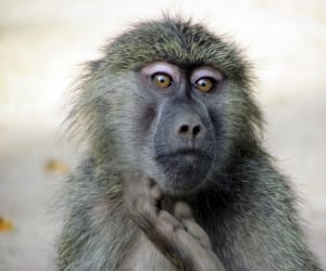 Monkey and baboon dont won't Stare 