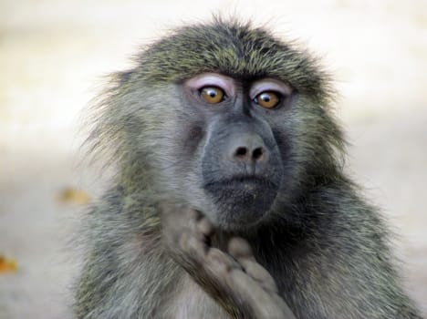 gibbon suffers people