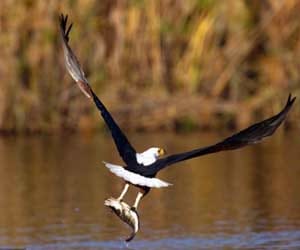 eagle catches a fish underwater