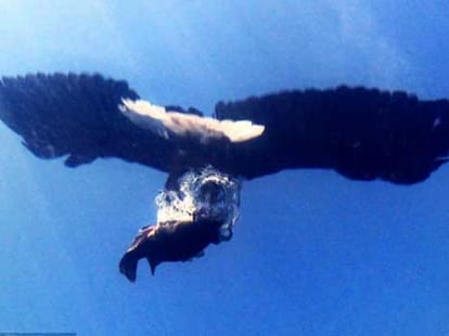 eagle catches a fish underwater