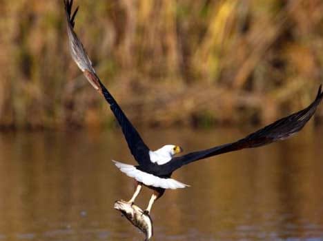 firefighters rescue trapped eagle