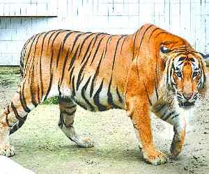 kishan in lucknow zoo