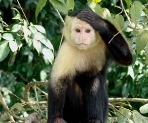 female_monkey_stone_love_courting