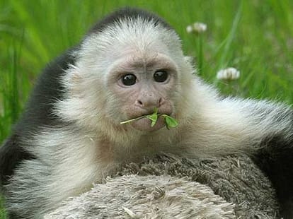 female_monkey_stone_love_courting