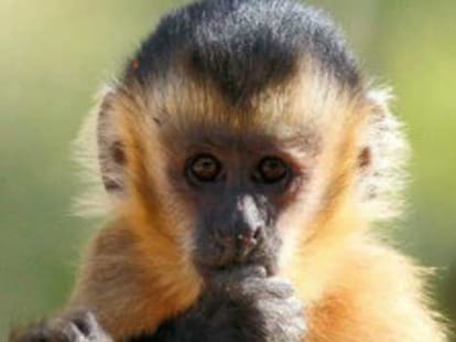 female_monkey_stone_love_courting