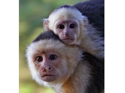 female_monkey_stone_love_courting