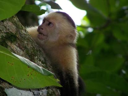 female_monkey_stone_love_courting