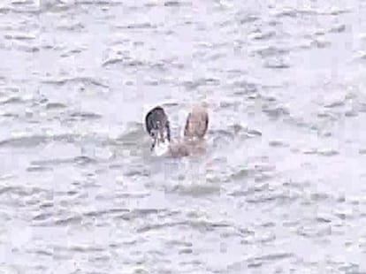 boy rescue from the river.