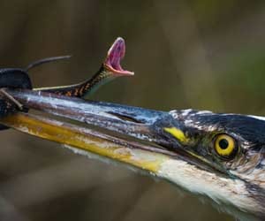 corporate help for Disappearing Wildlife