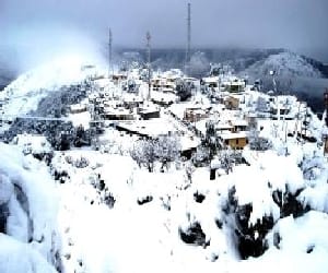 animal death due to heavy snowfall
