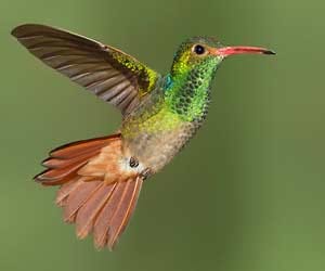 Sell ??restricted bird holding Commotion