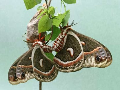 bug's kamsutra