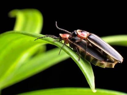 bug's kamsutra