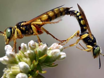bug's kamsutra