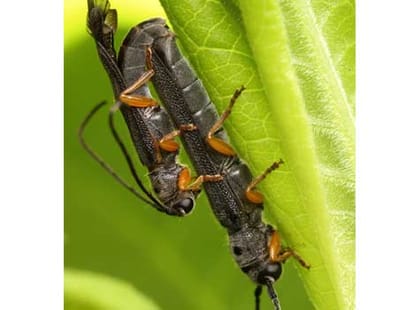 bug's kamsutra