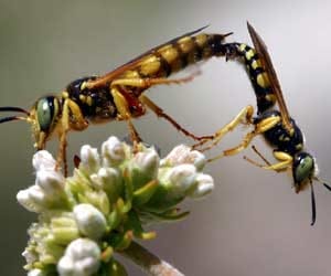 bug's kamsutra