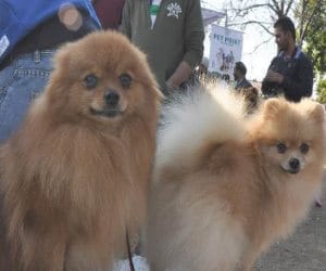 News related to Pets
