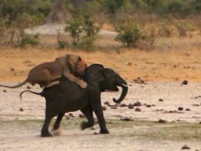 Tragic end for the little elephant who got lost