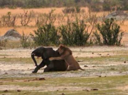 Tragic end for the little elephant who got lost