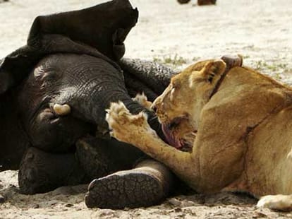 Tragic end for the little elephant who got lost