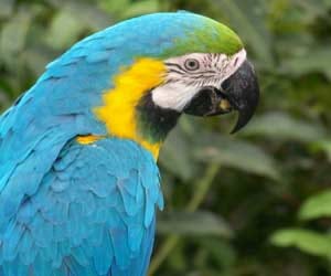 Pet parrot tells cops his owner is drunk