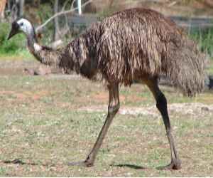 australian bird emu catches thieves