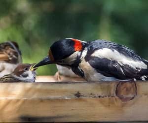 hungry baby bird