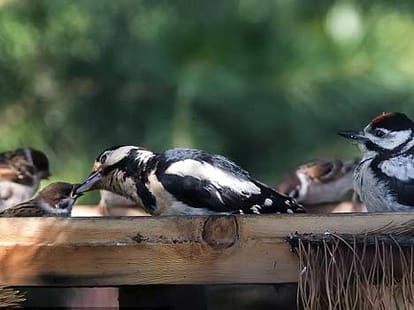 hungry baby bird