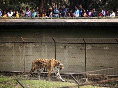 tiger mark found in dehradun and haridwar
