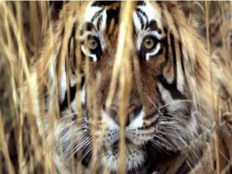 why tiger and panther found in meerut and moradabad