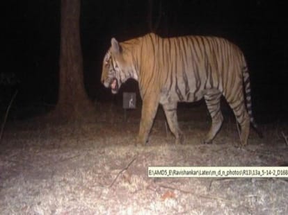 why are tigers killing human in india?