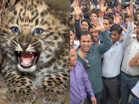 leopard attack on youth