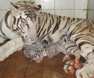 white tigeress not caring four cubs