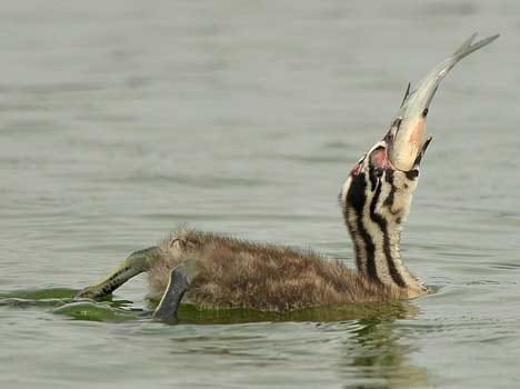 Scientists will find some way to save wildlife