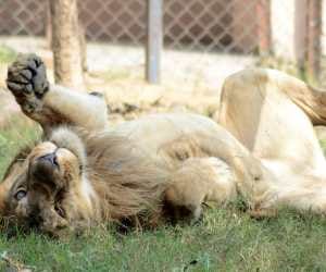 Zoo lions move to etawah safari shortly